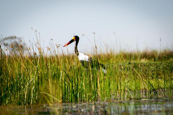 Botswana