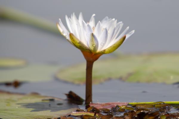 Botswana