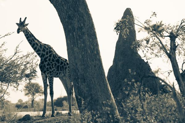 Botswana