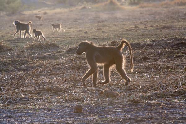 Morutsa, Botswana