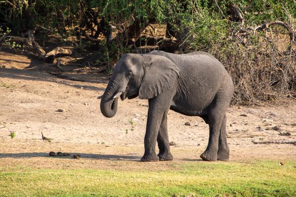 Kasane, Botswana