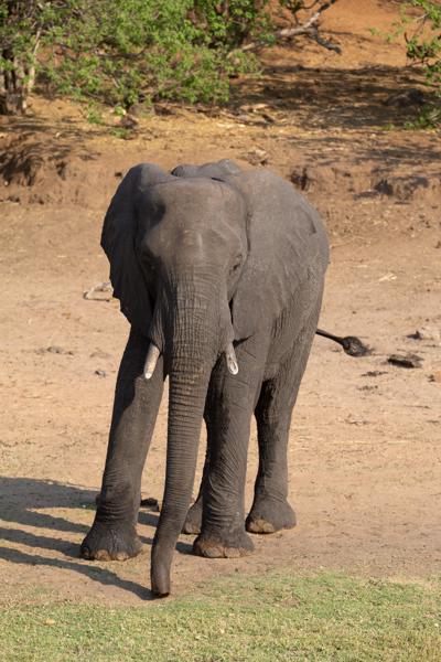Kasane, Botswana