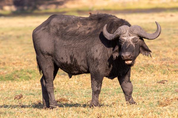 Kasane, Botswana