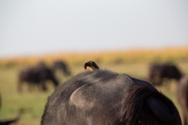 Kasane, Botswana