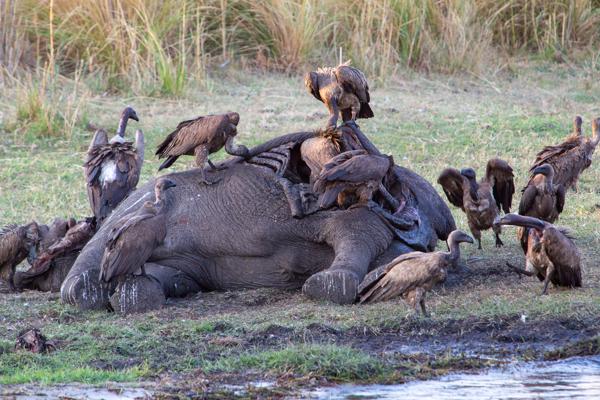 Botswana