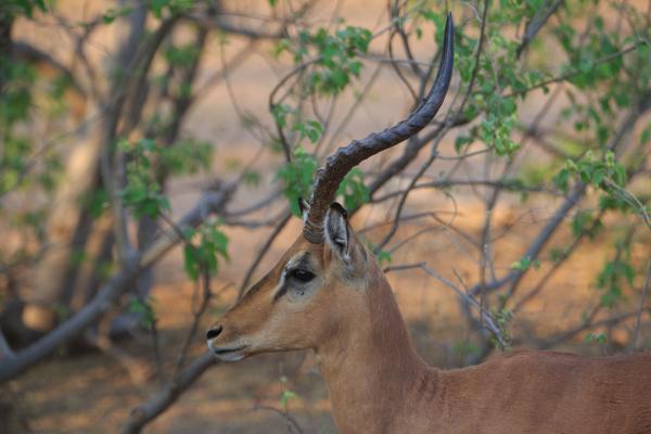 Botswana