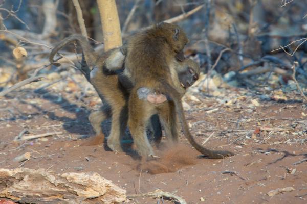 Botswana
