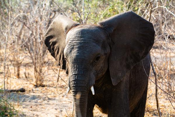 Botswana