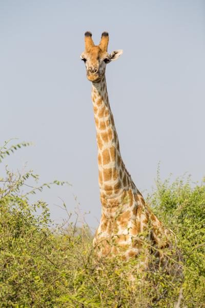 Botswana