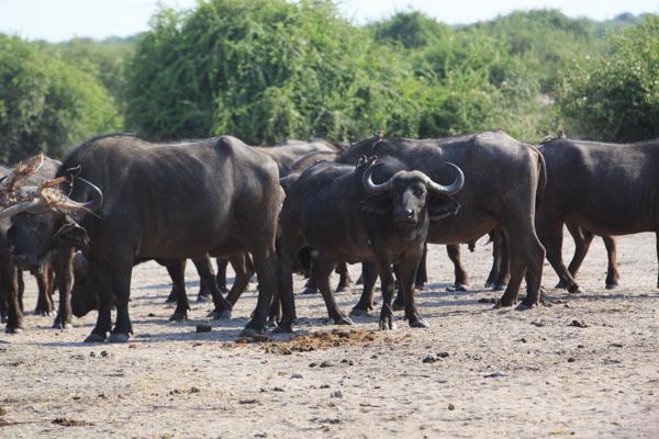 Botswana