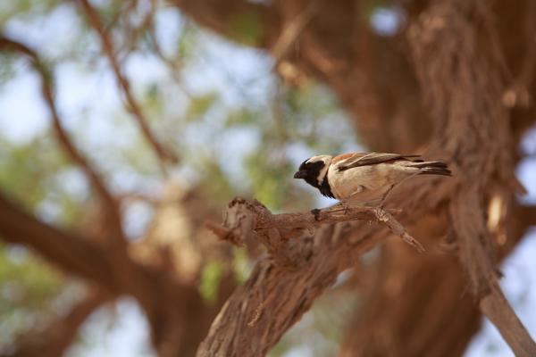 Namibia