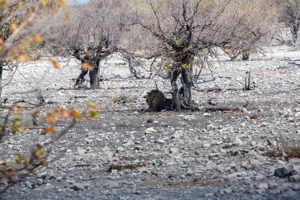 Namibia