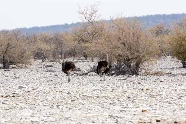 Namibia