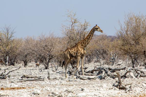 Namibia