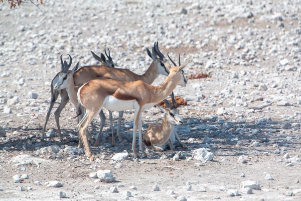 Namibia