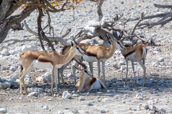 Namibia