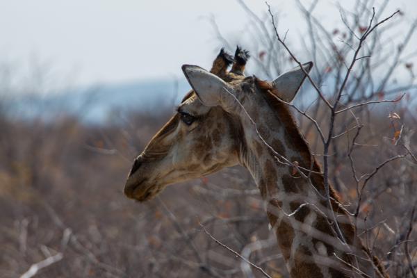 Namibia
