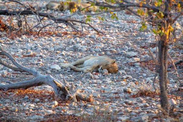 Namibia
