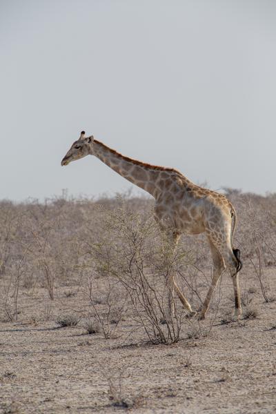 Namibia