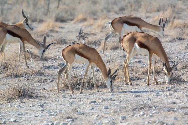 Namibia