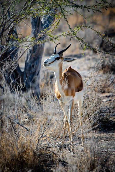 Namibia