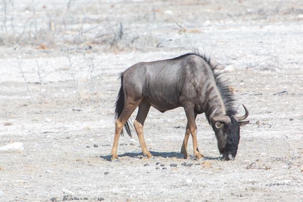 Namibia