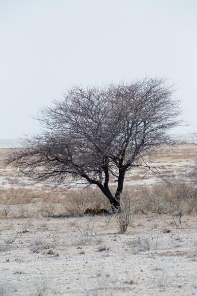 Namibia