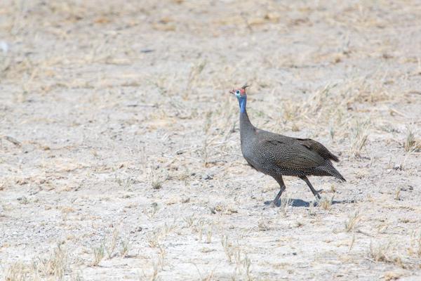 Namibia
