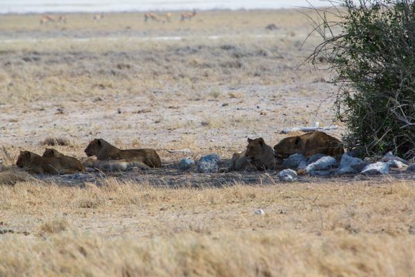 Namibia