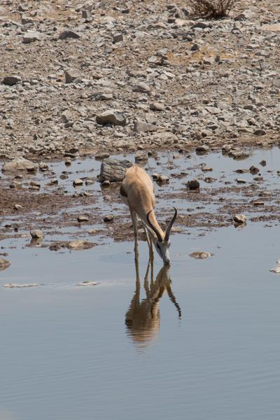Halali, Namibia