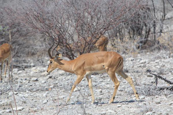 Namibia