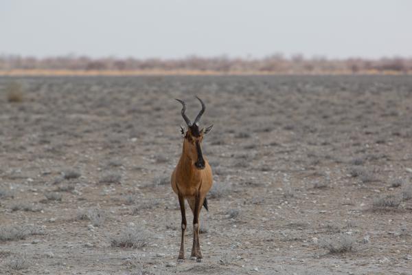 Namibia