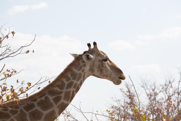 Namibia