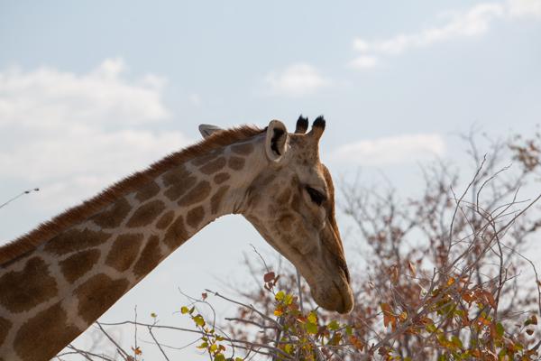 Namibia