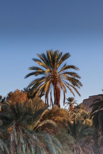 Siwa Oasis, Egypt