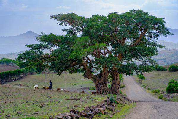Bilbala, Ethiopia