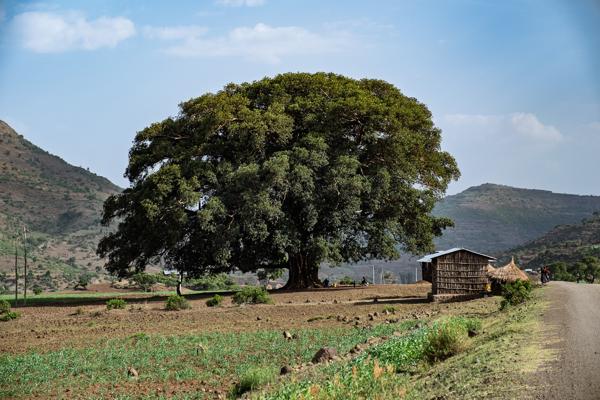 Ethiopia