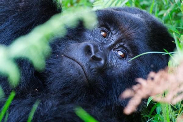 Gorillas to Vic Falls 2023