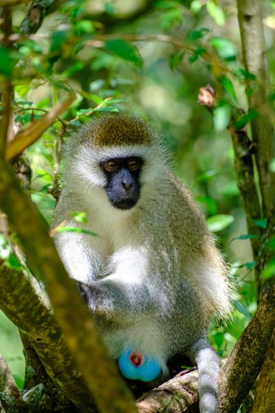 Siana ward, Kenya