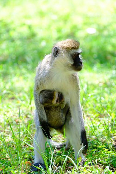 Siana ward, Kenya