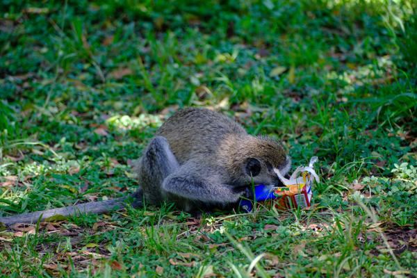 Siana ward, Kenya