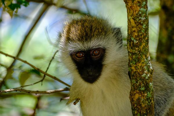 Siana ward, Kenya