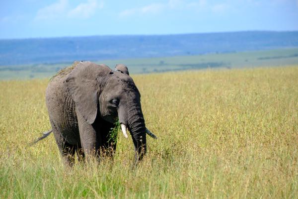 Siana ward, Kenya