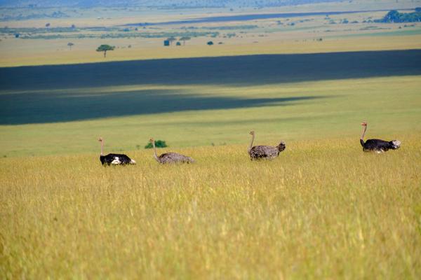 Siana ward, Kenya