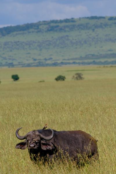 Siana ward, Kenya