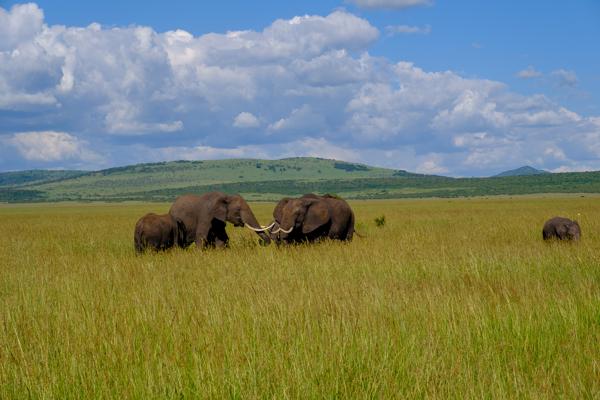 Siana ward, Kenya