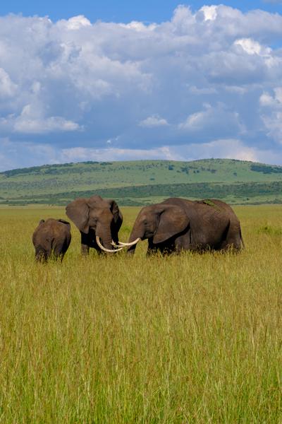 Siana ward, Kenya