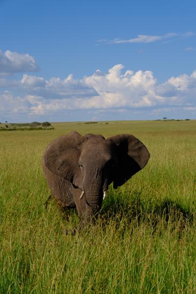 Siana ward, Kenya