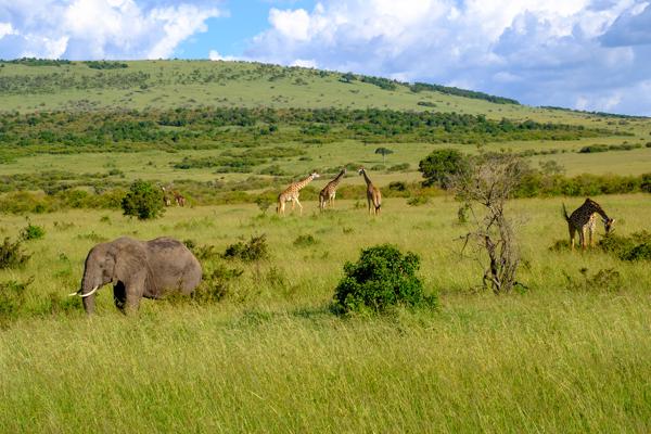 Siana ward, Kenya