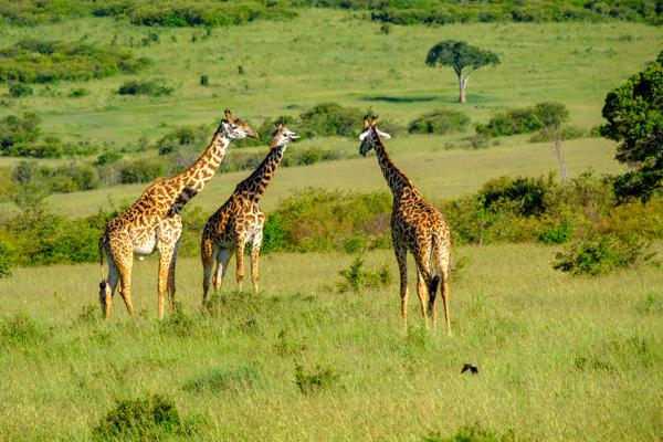 Siana ward, Kenya